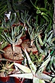 Нажмите на изображение для увеличения.

Название:	Aloe_dichotoma2.jpg
Просмотров:	237
Размер:	85.3 Кб
ID:	380720