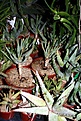 Нажмите на изображение для увеличения.

Название:	Aloe_dichotoma2.jpg
Просмотров:	278
Размер:	85.3 Кб
ID:	380720