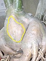 Нажмите на изображение для увеличения.

Название:	vlekken_01.JPG
Просмотров:	187
Размер:	64.6 Кб
ID:	380779