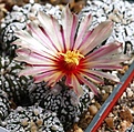Нажмите на изображение для увеличения.

Название:	IMG_6403.JPG
Просмотров:	146
Размер:	101.5 Кб
ID:	380796