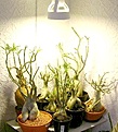 Нажмите на изображение для увеличения.

Название:	lampa.JPG
Просмотров:	205
Размер:	95.5 Кб
ID:	380806