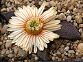 Нажмите на изображение для увеличения.

Название:	Aloinopsis_rubrolineata_IMG_8034.jpg
Просмотров:	246
Размер:	101.7 Кб
ID:	380814