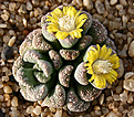 Нажмите на изображение для увеличения.

Название:	Titanopsis_calcarea_IMG_7991.jpg
Просмотров:	215
Размер:	110.1 Кб
ID:	380816