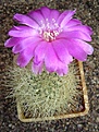 Нажмите на изображение для увеличения.

Название:	Sulcorebutia swobodae HS 27.JPG
Просмотров:	1095
Размер:	76.4 Кб
ID:	380818