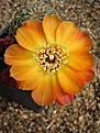 Нажмите на изображение для увеличения.

Название:	Sulcorebutia tarabucoensis v aureiflora WR 479.JPG
Просмотров:	1003
Размер:	60.1 Кб
ID:	380819
