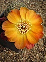 Нажмите на изображение для увеличения.

Название:	Sulcorebutia tarabucoensis v aureiflora WR 479.JPG
Просмотров:	908
Размер:	60.1 Кб
ID:	380819