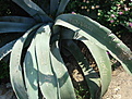 Нажмите на изображение для увеличения.

Название:	Agave.jpg
Просмотров:	186
Размер:	61.1 Кб
ID:	380934