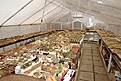 Нажмите на изображение для увеличения.

Название:	Teplica005.jpg
Просмотров:	431
Размер:	45.1 Кб
ID:	380973
