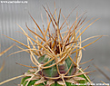 Нажмите на изображение для увеличения.

Название:	Gymnocalycium-armatum003b.jpg
Просмотров:	270
Размер:	106.1 Кб
ID:	380988