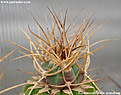 Нажмите на изображение для увеличения.

Название:	Gymnocalycium-armatum003b.jpg
Просмотров:	247
Размер:	106.1 Кб
ID:	380988