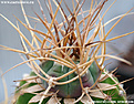 Нажмите на изображение для увеличения.

Название:	Gymnocalycium-armatum006b.jpg
Просмотров:	246
Размер:	139.1 Кб
ID:	380989