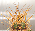 Нажмите на изображение для увеличения.

Название:	Gymnocalycium-armatum008b.jpg
Просмотров:	272
Размер:	114.1 Кб
ID:	380990