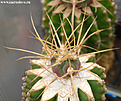 Нажмите на изображение для увеличения.

Название:	Gymnocalycium-armatum009b.jpg
Просмотров:	274
Размер:	134.3 Кб
ID:	380991