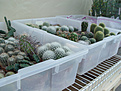 Нажмите на изображение для увеличения.

Название:	greenhouse11.jpg
Просмотров:	368
Размер:	67.1 Кб
ID:	381008