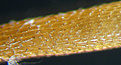 Нажмите на изображение для увеличения.

Название:	micr_op_fragilis_spine_P1190045.jpg
Просмотров:	175
Размер:	49.2 Кб
ID:	381028