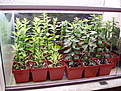 Нажмите на изображение для увеличения.

Название:	Pereskio-terrarium_02.jpg
Просмотров:	765
Размер:	73.9 Кб
ID:	381035