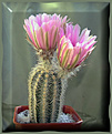 Нажмите на изображение для увеличения.

Название:	Echinocereus9_ 24042006.jpg
Просмотров:	117
Размер:	39.6 Кб
ID:	381043