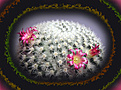 Нажмите на изображение для увеличения.

Название:	Mammillaria 1.jpg
Просмотров:	133
Размер:	46.2 Кб
ID:	381044