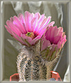 Нажмите на изображение для увеличения.

Название:	Echinocereus7a_ 24042006.jpg
Просмотров:	122
Размер:	62.8 Кб
ID:	381045