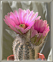 Нажмите на изображение для увеличения.

Название:	Echinocereus7a_ 24042006.jpg
Просмотров:	109
Размер:	62.8 Кб
ID:	381045