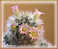 Нажмите на изображение для увеличения.

Название:	Mammillaria laui20070123_1.jpg
Просмотров:	115
Размер:	66.0 Кб
ID:	381046