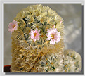 Нажмите на изображение для увеличения.

Название:	Mammillaria carmenae20070127_4а.jpg
Просмотров:	142
Размер:	85.7 Кб
ID:	381048