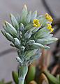 Нажмите на изображение для увеличения.

Название:	Kalanchoe_thyrsifolia_IMG_8404.jpg
Просмотров:	233
Размер:	42.4 Кб
ID:	381054