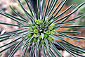 Нажмите на изображение для увеличения.

Название:	Euphorbia_clandestina_IMG_8416.jpg
Просмотров:	232
Размер:	75.3 Кб
ID:	381055