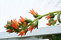 Нажмите на изображение для увеличения.

Название:	Echeveria_pulvinata_IMG_8394.jpg
Просмотров:	201
Размер:	46.1 Кб
ID:	381056