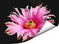 Нажмите на изображение для увеличения.

Название:	Echinocereus-20060506_1.jpg
Просмотров:	132
Размер:	114.3 Кб
ID:	381064