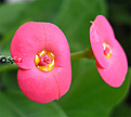 Нажмите на изображение для увеличения.

Название:	euphorbia_milii_tsv1_214.jpg
Просмотров:	117
Размер:	42.0 Кб
ID:	381070