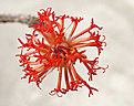 Нажмите на изображение для увеличения.

Название:	Senecio_stapeliaeformis_IMG_8545.jpg
Просмотров:	231
Размер:	63.8 Кб
ID:	381083