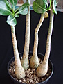 Нажмите на изображение для увеличения.

Название:	seedlings_pot.jpg
Просмотров:	478
Размер:	72.0 Кб
ID:	381099