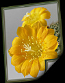 Нажмите на изображение для увеличения.

Название:	Rebutia 20070225_1.jpg
Просмотров:	138
Размер:	41.9 Кб
ID:	381110
