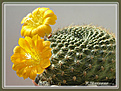 Нажмите на изображение для увеличения.

Название:	Rebutia 20070225_6а.jpg
Просмотров:	129
Размер:	49.4 Кб
ID:	381111
