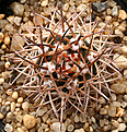 Нажмите на изображение для увеличения.

Название:	Pyrrhocactus_bulbocalyx_IMG_8814.jpg
Просмотров:	442
Размер:	114.3 Кб
ID:	381115