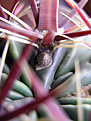 Нажмите на изображение для увеличения.

Название:	Ferocactus latispinus1.jpg
Просмотров:	422
Размер:	59.4 Кб
ID:	381130