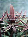 Нажмите на изображение для увеличения.

Название:	Ferocactus latispinus2.jpg
Просмотров:	430
Размер:	57.8 Кб
ID:	381131
