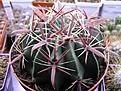Нажмите на изображение для увеличения.

Название:	Ferocactus latispinus3.jpg
Просмотров:	437
Размер:	59.6 Кб
ID:	381132