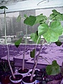 Нажмите на изображение для увеличения.

Название:	PICT0988.JPG
Просмотров:	160
Размер:	36.5 Кб
ID:	381133