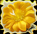 Нажмите на изображение для увеличения.

Название:	Rebutia 20070224_4a.jpg
Просмотров:	117
Размер:	47.0 Кб
ID:	381177
