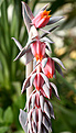 Нажмите на изображение для увеличения.

Название:	Echeveria_shaviana_IMG_9116.jpg
Просмотров:	227
Размер:	48.8 Кб
ID:	381190