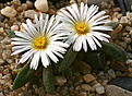 Нажмите на изображение для увеличения.

Название:	Delosperma_esterhuyseniae_IMG_9112.jpg
Просмотров:	219
Размер:	74.2 Кб
ID:	381191