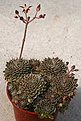 Нажмите на изображение для увеличения.

Название:	Graptopetalum_filiferum_IMG_9195.jpg
Просмотров:	229
Размер:	74.2 Кб
ID:	381310