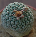 Нажмите на изображение для увеличения.

Название:	Trichocaulon_cactiforme2.jpg
Просмотров:	218
Размер:	94.1 Кб
ID:	381327