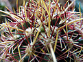 Нажмите на изображение для увеличения.

Название:	Thelocactus bicolor.jpg
Просмотров:	212
Размер:	105.6 Кб
ID:	381328