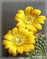Нажмите на изображение для увеличения.

Название:	Rebutia 20070414_3.jpg
Просмотров:	110
Размер:	50.2 Кб
ID:	381363