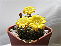Нажмите на изображение для увеличения.

Название:	Rebutia 20070414_2.jpg
Просмотров:	117
Размер:	55.6 Кб
ID:	381364