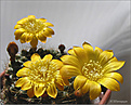 Нажмите на изображение для увеличения.

Название:	Rebutia 20070414_.jpg
Просмотров:	116
Размер:	60.4 Кб
ID:	381365