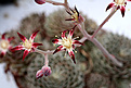 Нажмите на изображение для увеличения.

Название:	Graptopetalum_filiferum_IMG_9413.jpg
Просмотров:	292
Размер:	74.3 Кб
ID:	381367